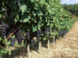 Vineyard, Gaillac, France