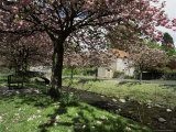 Buy Dollar in Spring, Central Region, Scotland, United Kingdom at AllPosters.com