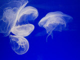 Buy Jellyfish, Aquarium, Oceanographic Institute, Monaco-Veille, Monaco at AllPosters.com