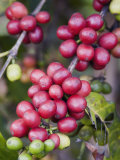 Buy Ripe Coffee Berries, Kona Joe's Coffee Plantation, Kona, Hawaii at AllPosters.com