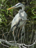 Great Blue Heron, Everglades National Park, Unesco World Heritage Site, Florida, USA