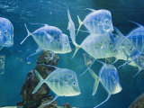 Buy Aquarium, Oceanographic Institute, Monaco-Veille, Monaco at AllPosters.com