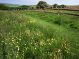 Buy South Downs Way Near East Dean, East Sussex, England, United Kingdom at AllPosters.com