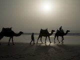 Camels on the Beach, Essaouira, Morocco, North Africa, Africa