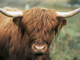 Buy Highland Cow, Near Elgol, Isle of Skye, Highland Region, Scotland, United Kingdom at AllPosters.com