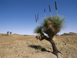 Yakka Plant, Flinders Range, South Australia, Australia