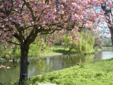 Buy Blossom, Regents Park, London, England, United Kingdom at AllPosters.com