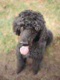 Standard Poodle