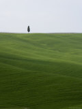 Lone Cypress in Corn Fields Near Pienza, Val d'Orcia, Tuscany, Italy
