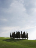Buy Cypresses in Corn Field Near San Quirico, Val d'Orcia, Tuscany, Italy at AllPosters.com