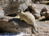 Viscacha, Uyuni, Bolivia, South America