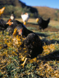 Free Range Chickens, Salta, Argentina, South America