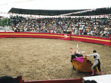 Bull Fighting, Tena, Ecuador, South America