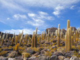 Buy Cacti, Isla Pescado, Uyuni, Bolivia, South America at AllPosters.com