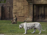 White Bengal Tiger at Miami Metro Zoo, Miami, Florida, USA