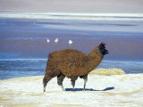 Buy Alpaca, Lago Colorada, Uyuni, Bolivia, South America at AllPosters.com