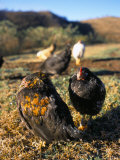 Free Range Chickens, Salta, Argentina, South America