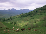 Buy Salers Cows in Pastures, Cantal Mountains, Auvergne, France at AllPosters.com