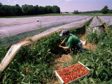 Buy Strawberry Picking, England, UK at AllPosters.com