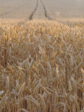 Wheat Field in the Dordogne, Aquitaine, France