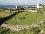 Walled Fields, Inishmore, Aran Islands, County Galway, Connacht, Eire (Republic of Ireland)