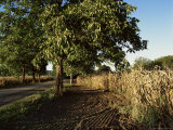 Buy Walnut Tree and Corn, Dordogne, Aquitaine, France at AllPosters.com