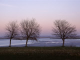 Buy Bare Trees in Winter, St. Valery Sur Somme, River Somme Estuary, Picardie (Picardy), France at AllPosters.com