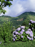 Buy Hydrangeas in Bloom, Island of Sao Miguel, Azores, Portugal at AllPosters.com