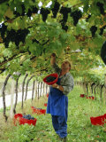 Buy Man Picking Kabinett Grapes at Traminer Below Bolzano, Alto Adige, Italy at AllPosters.com