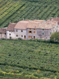 Buy Vineyards Near Fumane in the Centre of the Valpolicella Classico Zone, Fumane, Veneto, Italy at AllPosters.com