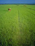 Buy Rice Paddy Fields, Lang Co, Vietnam at AllPosters.com