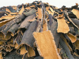 Buy Cork Bark for Bottle Corks Stacked to Dry Near Tempio Pausania, Island of Sardinia, Italy at AllPosters.com
