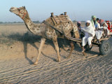 Riding in a Camel Cart, Jodhpur, Rajasthan State, India