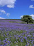 Buy Bluebells, Dartmoor, Devon, England, United Kingdom at AllPosters.com