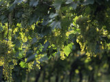 Buy Garganega Grapes, Soave, Veneto, Italy at AllPosters.com