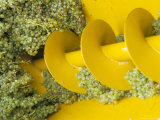 Buy Close-Up of Grape Crushing Machine at the Soave Co-Operative, Soave, Veneto, Italy at AllPosters.com