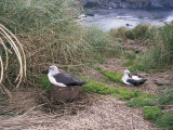 Yellow-Nosed Albatross, Gough Island, Tristan Da Cunha Group, South Atlantic