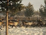 Buy Reindeer Round-Up, Lapland, Scandinavia at AllPosters.com