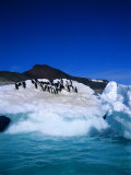 Iceberg and Adelie Penguins, Antarctica, Polar Regions
