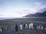 King Penguin Rookery, South Georgia, South Atlantic, Polar Regions