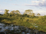 Buy Matto Grosso, Pantenal, Brazil, South America at AllPosters.com
