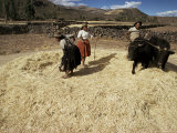 Threshing Wheat at Racchi, Cuzco Area, High Andes, Peru, South America