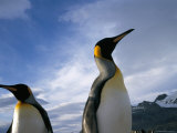 King Penguins, South Georgia, South Atlantic, Polar Regions