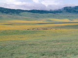 Buy Masai Cattle after Rain, Ngorongoro Crater, Ngorongoro Conservation Area, Tanzania at AllPosters.com