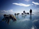 Buy Preparing for a Race, Lapland, Polar Regions at AllPosters.com