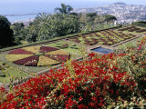 Buy Jardim Botanico (Botanical Gardens), Funchal, Madeira, Portugal, Atlantic at AllPosters.com