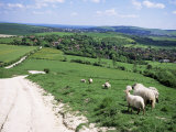 Buy Sheep on the South Downs Near Lewes, East Sussex, England, United Kingdom at AllPosters.com