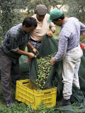 Buy Gathering Olives for Fine Extra-Virgin Oil, Frantoio Galantino, Bisceglie, Puglia, Italy at AllPosters.com