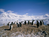 Gentoo Penguins, Antarctica, Polar Regions