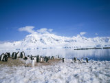 Gentoo Penguins and Anvers Island in Background, Antarctica, Polar Regions